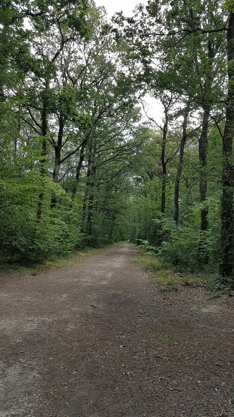 Promenons nous dans les bois de Saint-Martin-du Fouilloux - Saint-Martin-du-Fouilloux