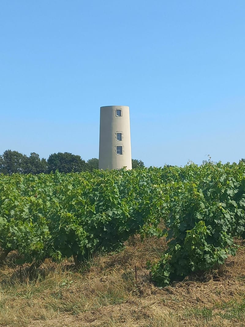 Balade dans les vignes à La Limouzinière - La Limouzinière