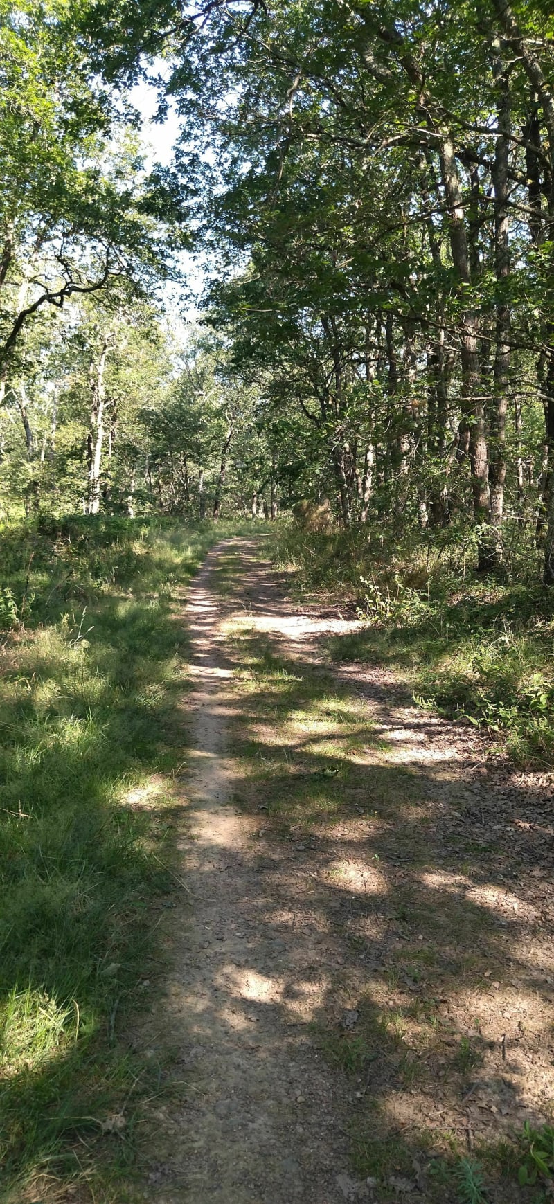 Forêt de Bouconne - Montaigut-sur-Save