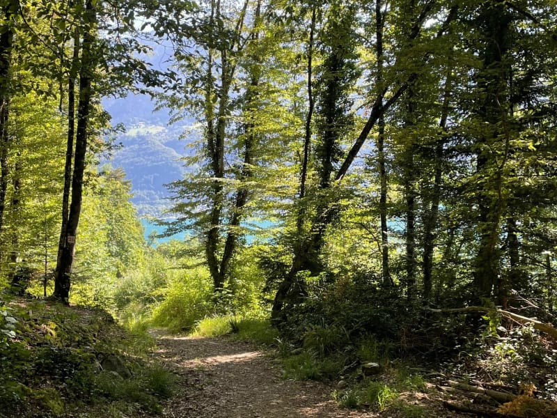 Petite balade sympa près de Doussard - Lathuile