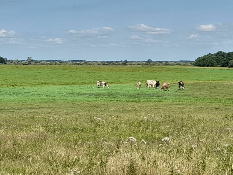 Entre campagne et marais Saint-Lumine-de-Coutais - Saint-Lumine-de-Coutais