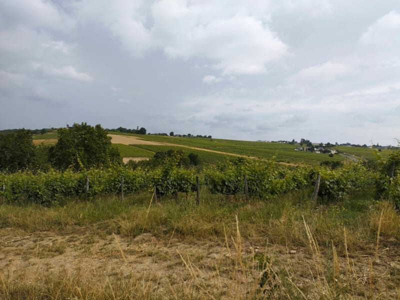 Balade dans les côteaux de Faye d'Anjou - Bellevigne-en-Layon