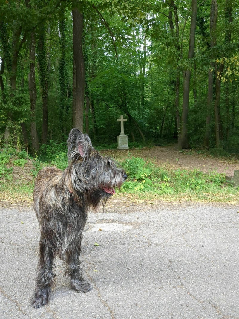Forêt de Giffertwald des hauteurs de Spicheren. - Spicheren