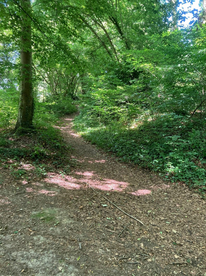 Balade en forêt et en campagne à Malaunay - Le Houlme