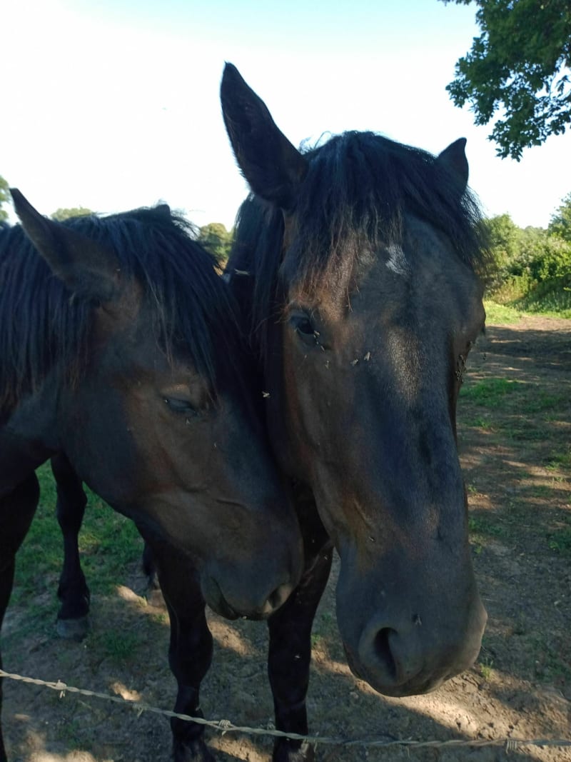 Cheval passion ️à Mézeray - Mezeray