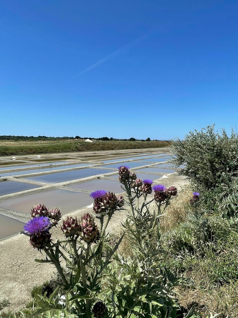 Balade vélo LOIX à bois plage - Loix