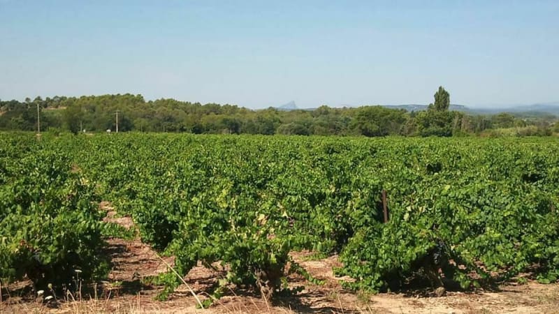Autour de Sommières entre vignes et oliviers - Fontanes
