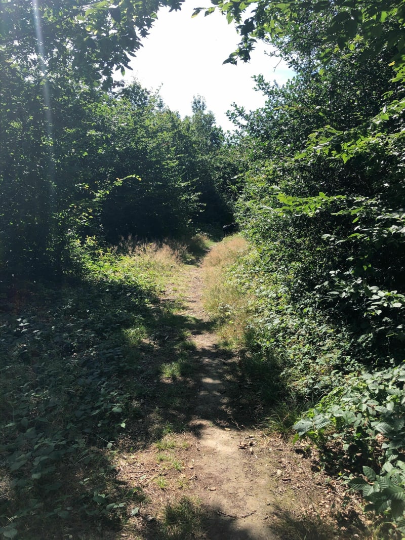 Grand tour de la forêt de Bellebranche par l'Etang de Curécy - Saint-Brice