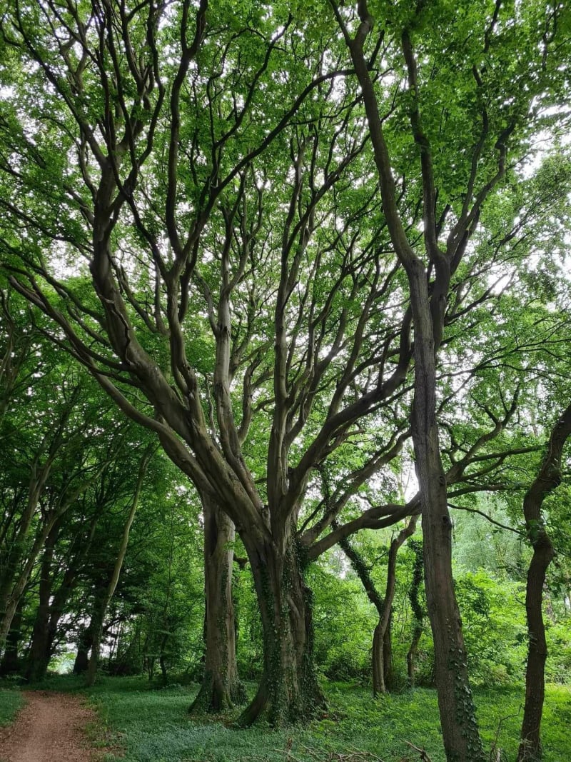 Randonnée guinoise au bois de Guines - Guines