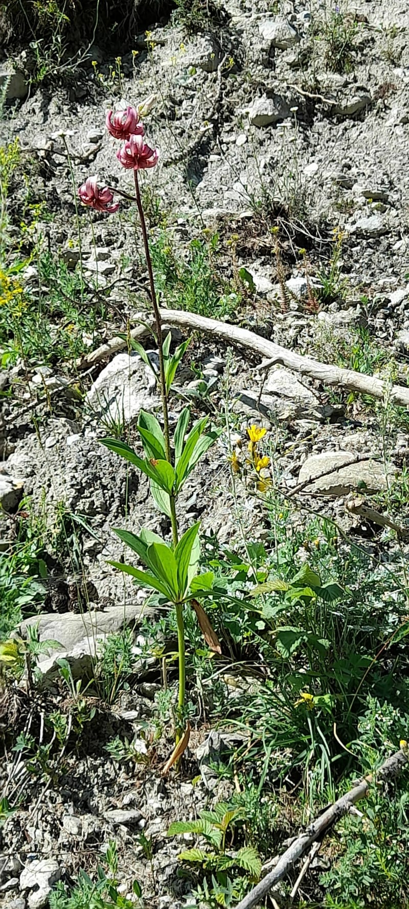D'Abriès à L'Echalp (Queyras) - Abriès-Ristolas
