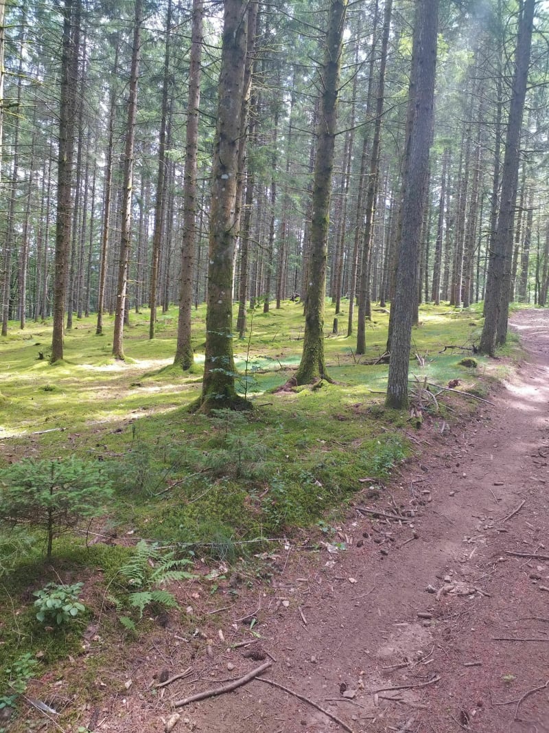 Randonnée au milieu des bois et de la forêt de Palisse - Palisse
