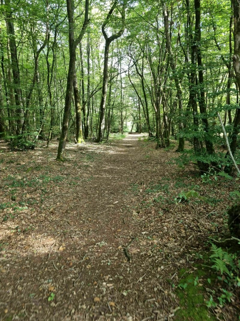 Balade dans la forêt de Juigné-des-Moutiers - Juigné-des-Moutiers