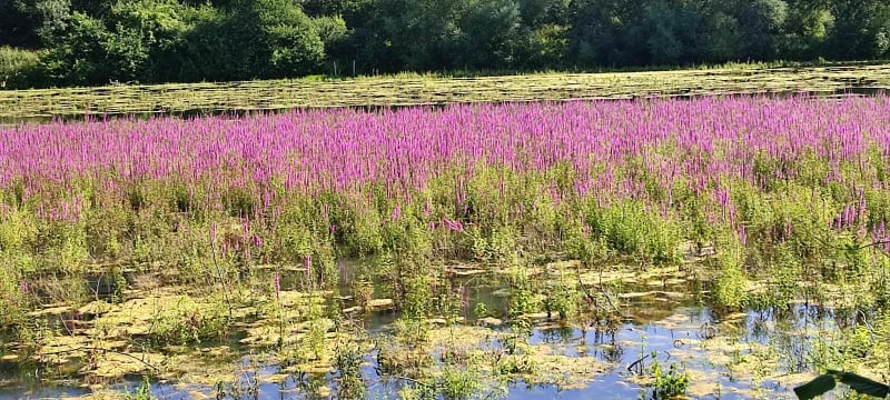 Belle balade autour du plan d'eau et de Villers-le-Rond - Saint-Jean-lès-Longuyon