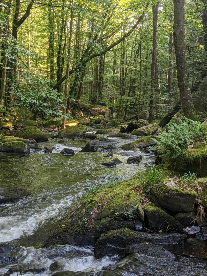 Balade ombragée le long de la rivière Alzeau - Arfons