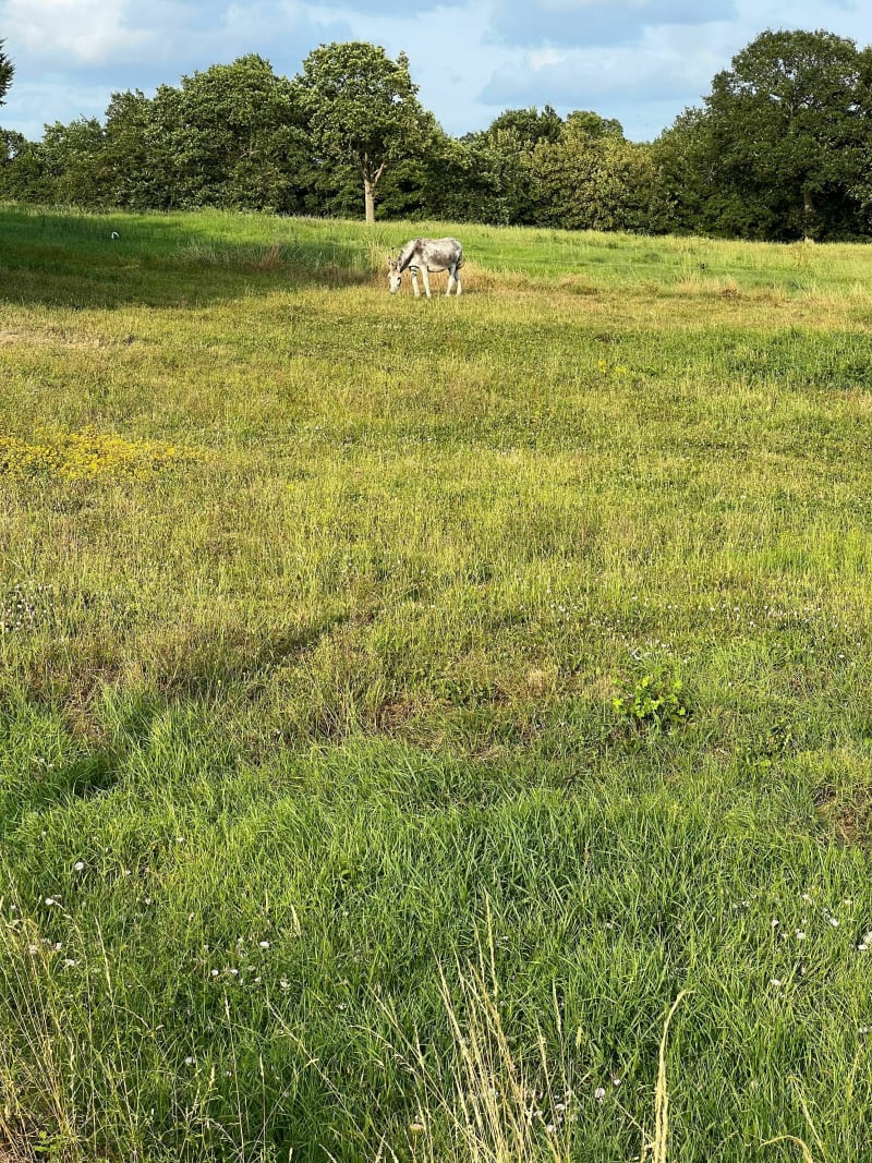 Promenade autour du château des Pères à Piré-sur-Seiche - Piré-Chancé