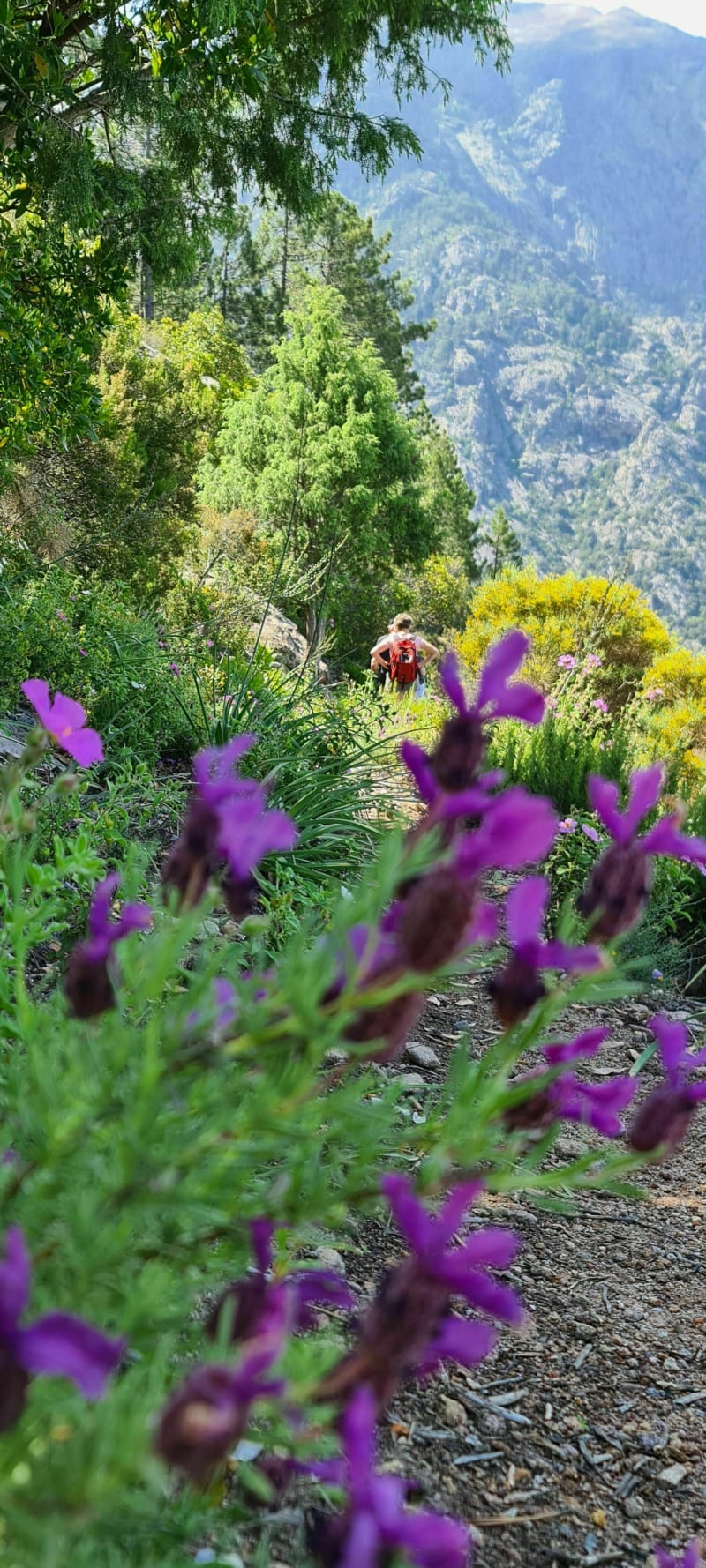 Forêt de Bonifatu par Punta di Ficaghiola - Calenzana