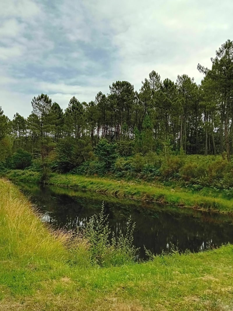 Balade en forêt entre Boscamnant et Saint-Aigulin - Saint-Aigulin