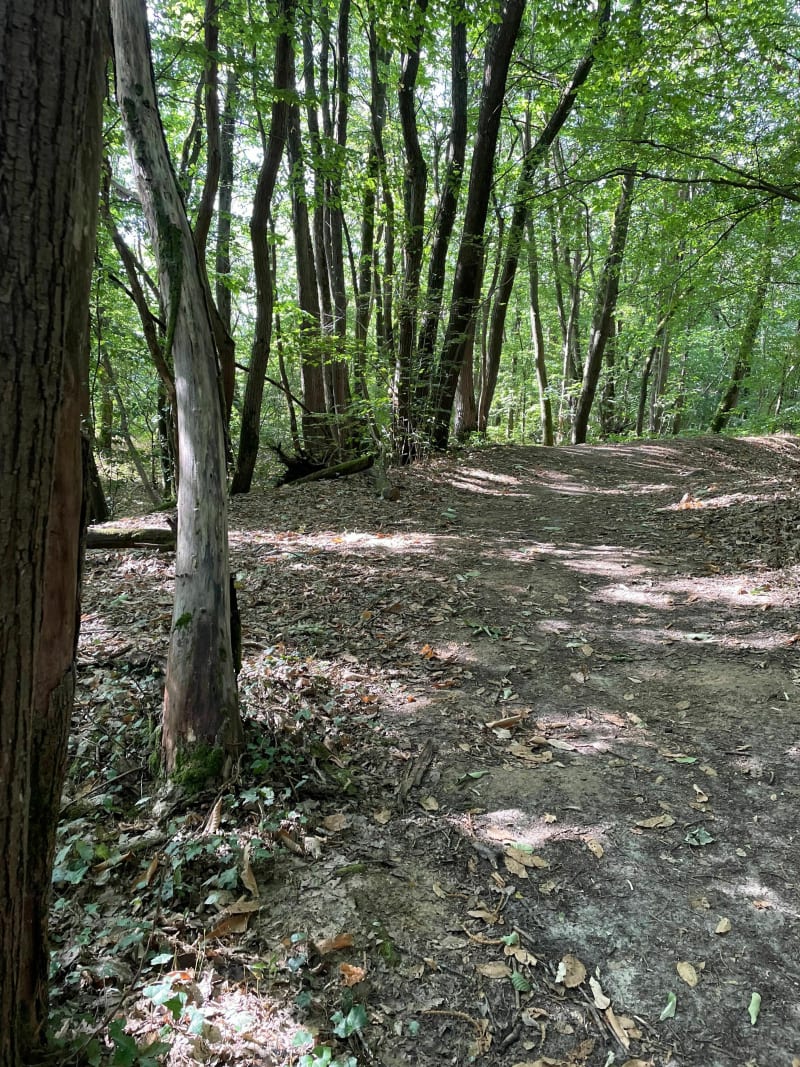 Circuit dans la forêt de Méridon - Chevreuse