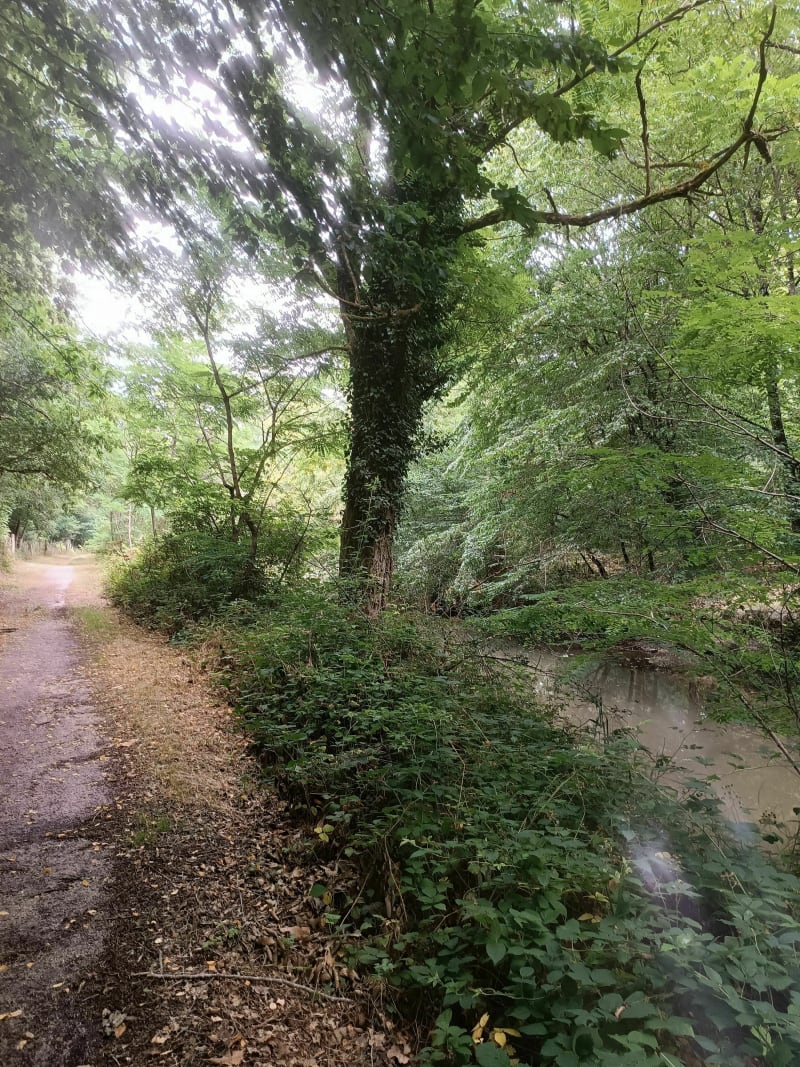 Balade en Sologne depuis La Ferté-Saint-Aubin - La Ferté-Saint-Aubin