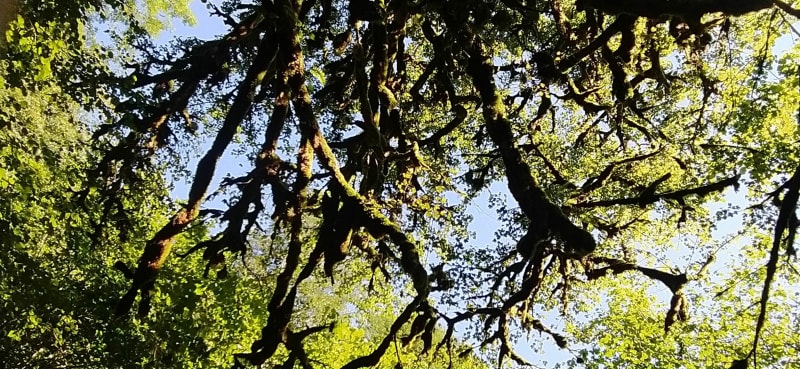 La petite Amazonie de Bulan - Asque