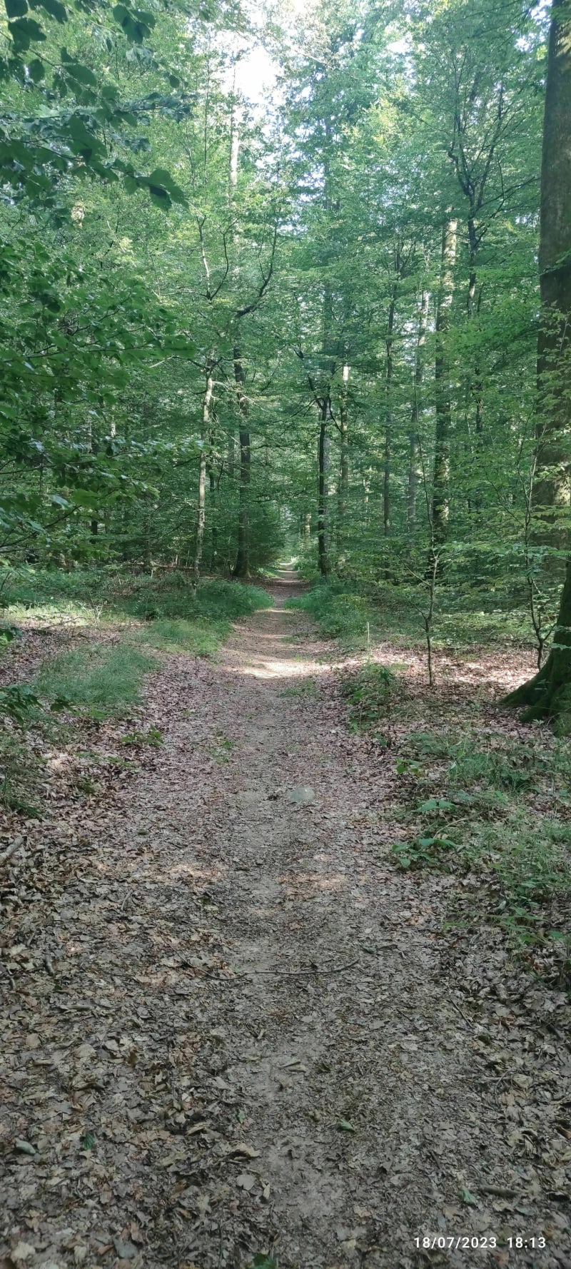 Jolie balade à travers la forêt de Ronchamp - Champagney
