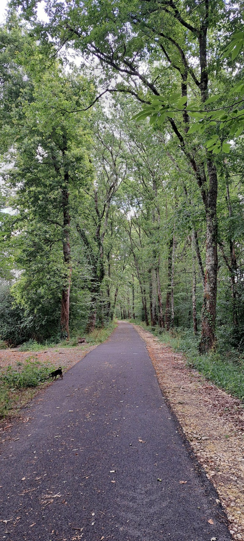 Belle balade à l'ombre des arbres au départ d'Eauze - Eauze