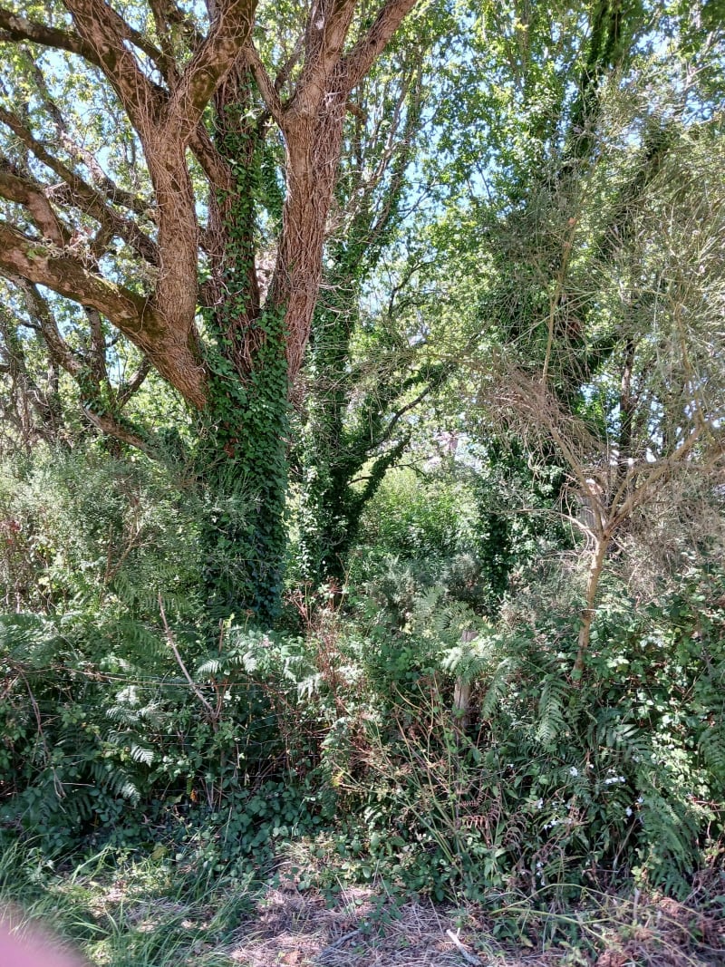 Balade autour du Domaine D'Inly - Pénestin