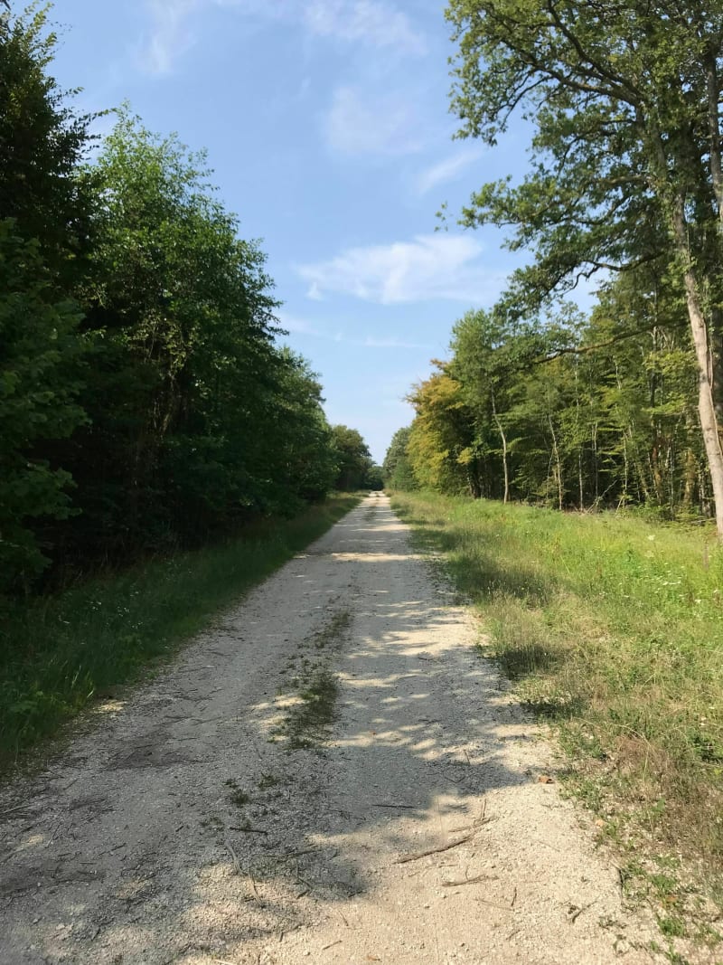 Balade à VTT, dans la forêt de Trois-Fontaines et le Bois Brûlé - Sermaize-les-Bains