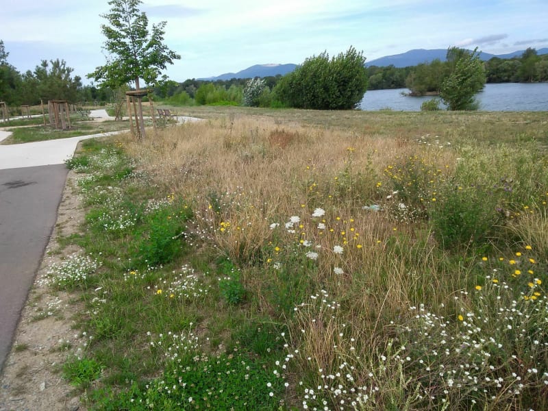 Balade entre forêt et champs à Wittenhein - Wittenheim