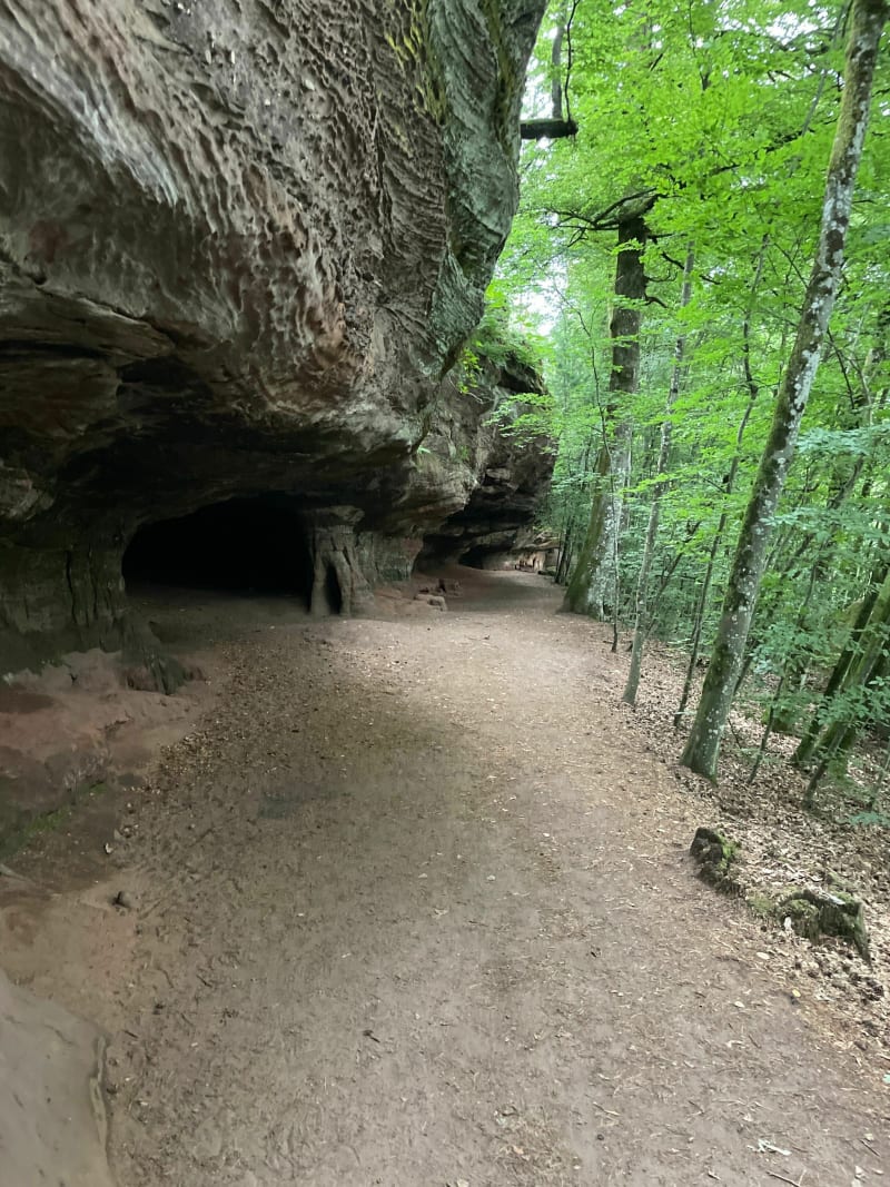 Pour les amoureux de la forêt en vtt depuis Waldhouse - Waldhouse
