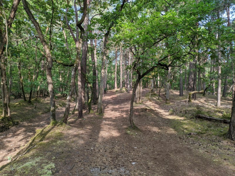 Savigny Lardy par forêt Cheptainville - Épinay-sur-Orge
