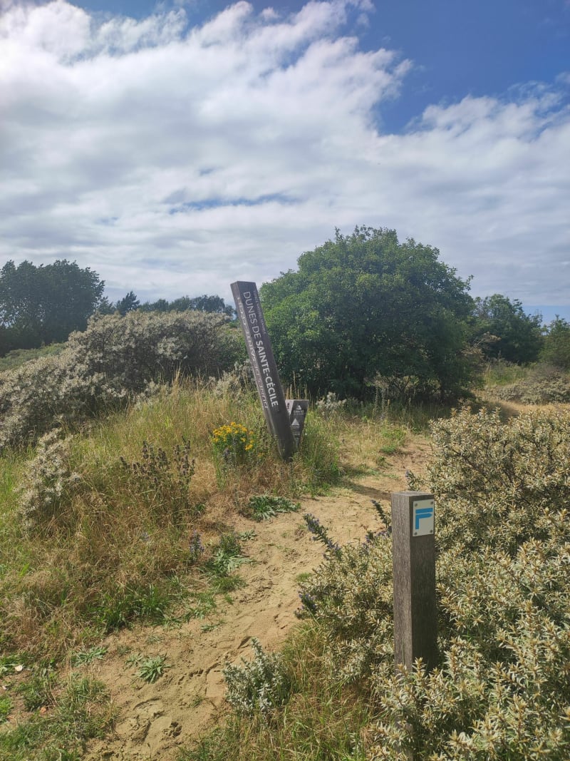 Les dunes de Sainte-Cécile - Camiers