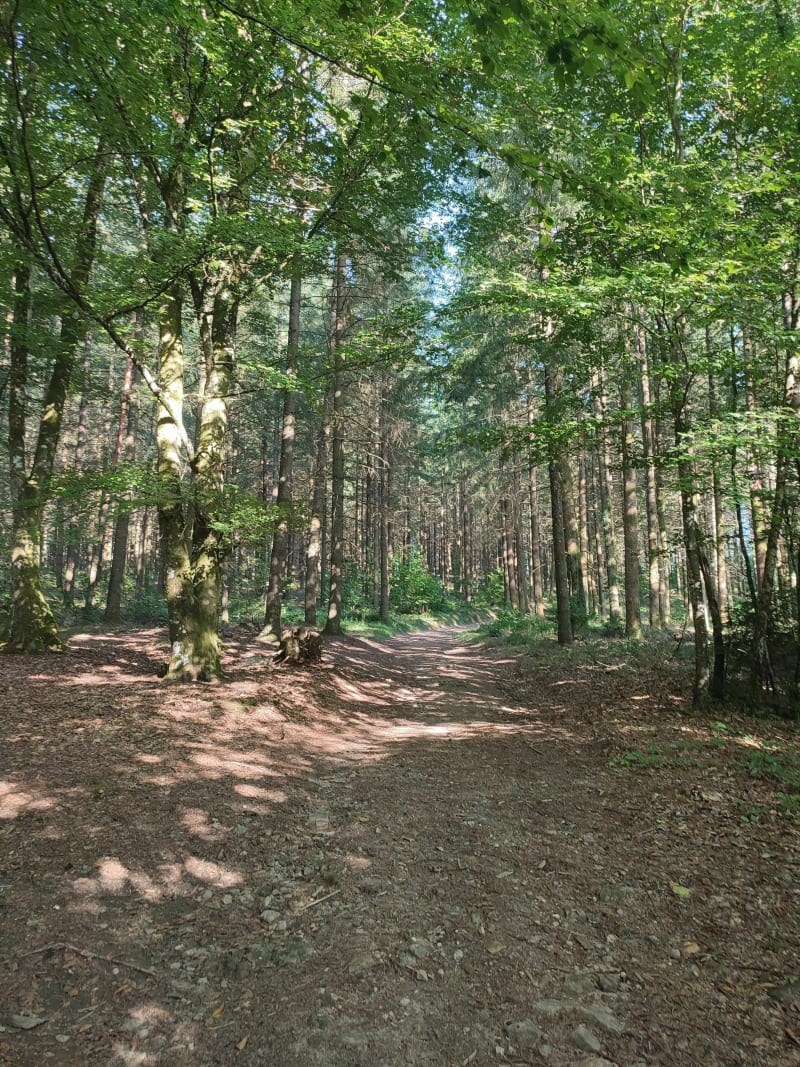 Eymoutiers et passages en forêt par Meilhac - Eymoutiers