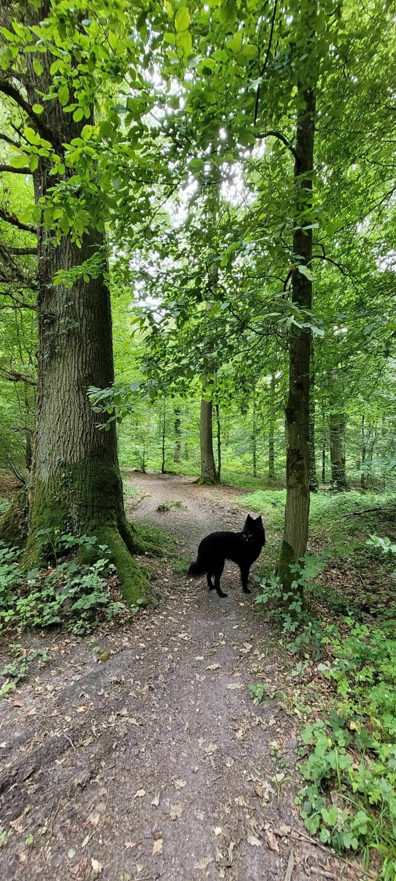 Balade forestière au départ du d'Obies - Obies