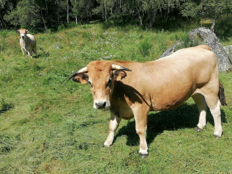 Une porte sur l'Aubrac au départ de Chaudes-Aigues - Chaudes-Aigues