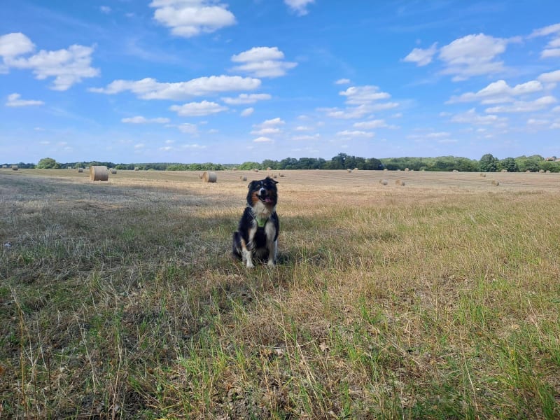 Sous-bois de Cinq-Mars-la-Pile - Mazières-de-Touraine