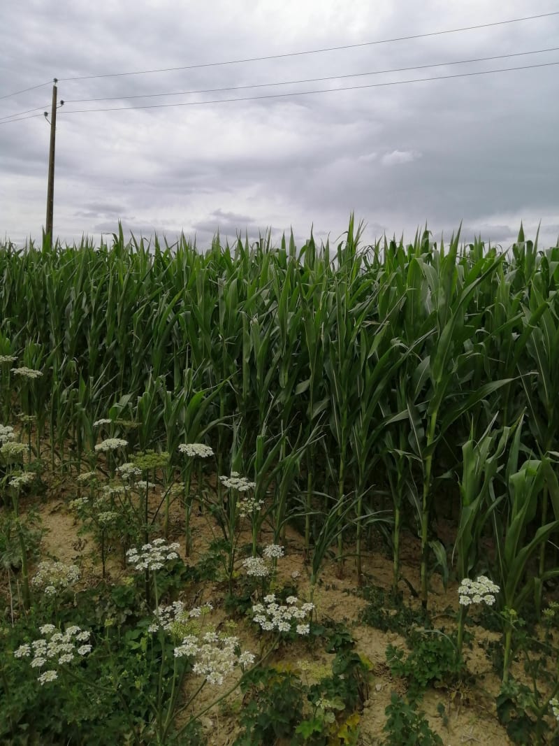 Balade dans la campagne de Montjean - Montjean