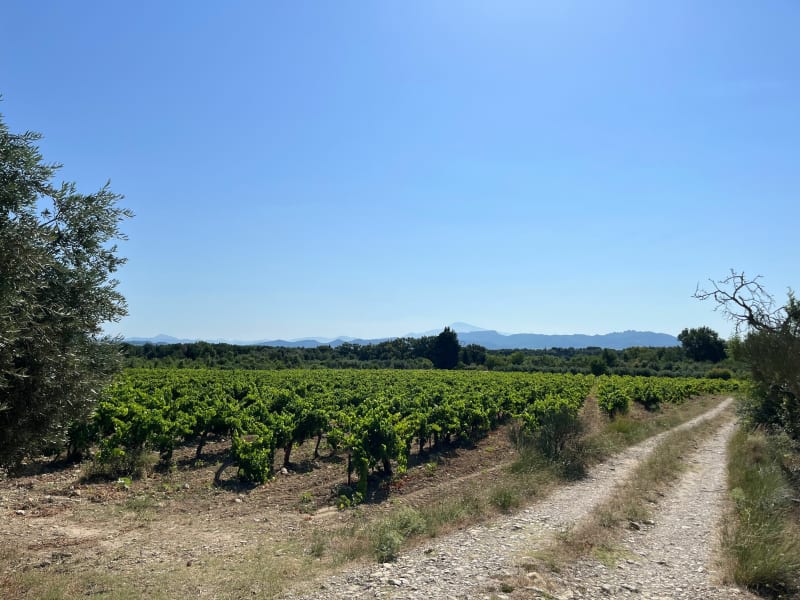 Balade au milieu des vignes avec vue sur le Ventoux à Sainte-Cécile-les-Vignes - Sainte-Cécile-les-Vignes