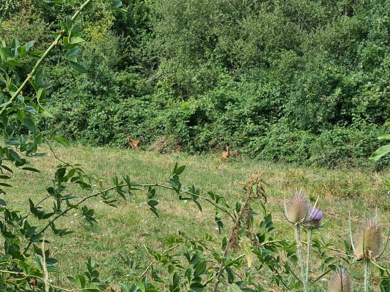 Belle et agréable promenade dans les bois de Cubord - Valdivienne