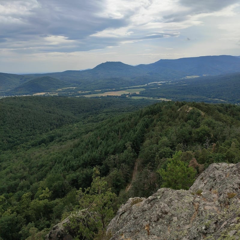 Aller-retour au rocher du Falkenstein - Dambach-la-ville