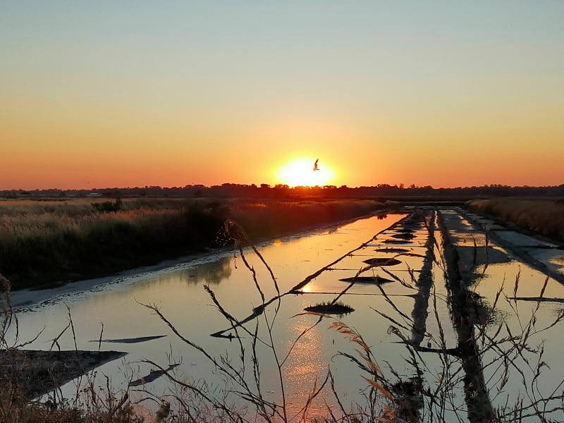 Réserve naturelle de Lilleau-des-Niges à vélo - Saint-Clément-des-Baleines