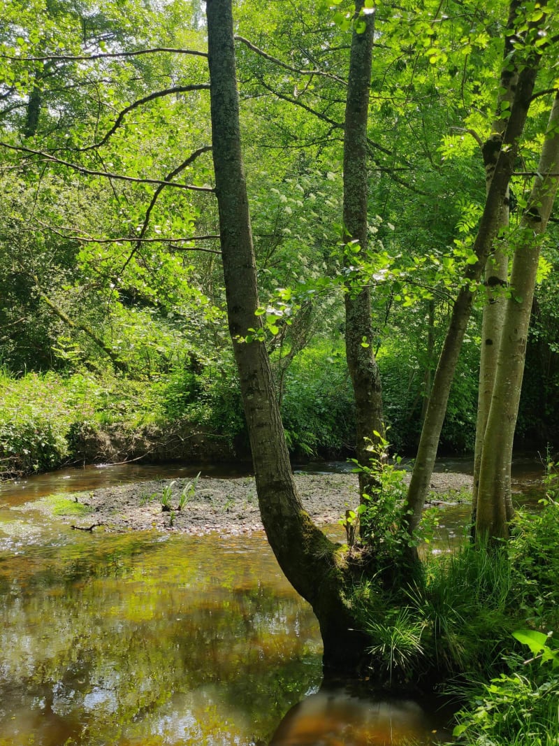 Balade dans les bois autour de Limoges - Limoges