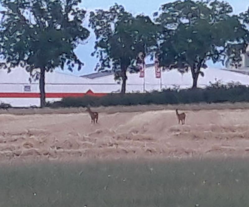 Détente dans la campagne de Thouars - Sainte-Verge