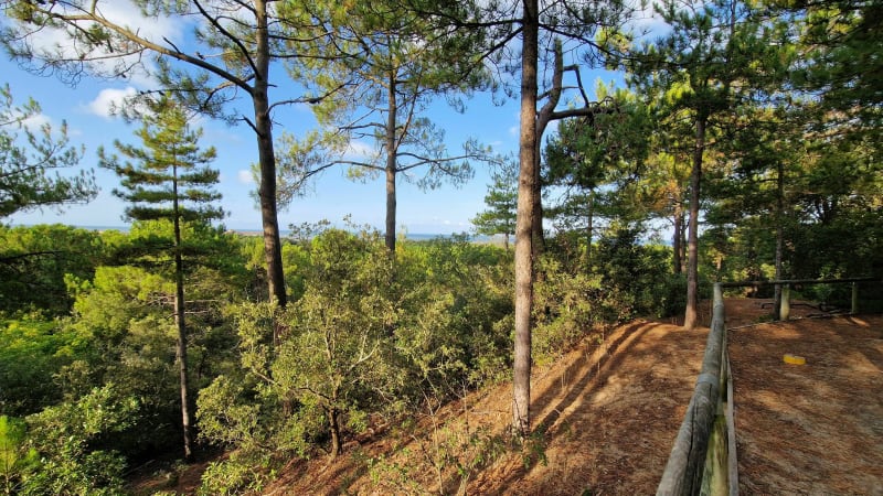 Entre forêt des Pays de Monts et plage de la Davière - Saint-Jean-de-Monts