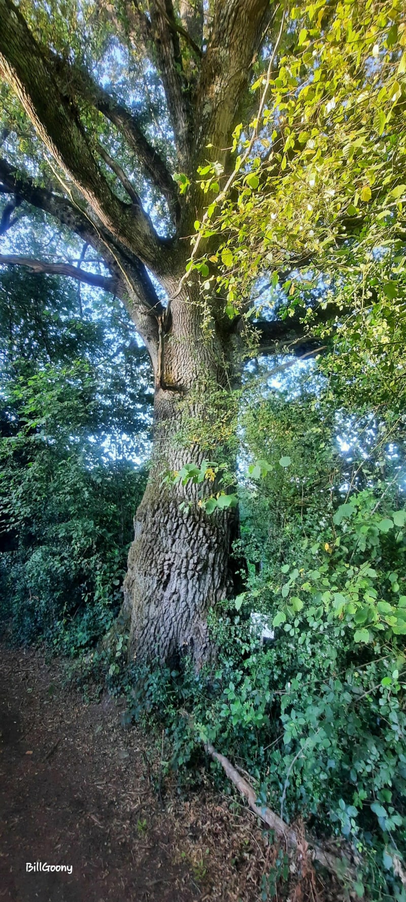 Balade dans le coeur de nos forêts du pays nantais - Vigneux-de-Bretagne