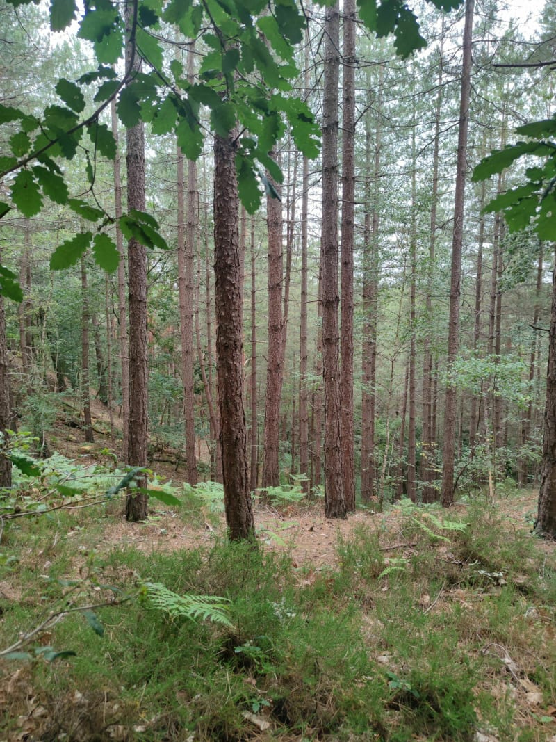Galluis - Poigny la forêt en VTT - Galluis