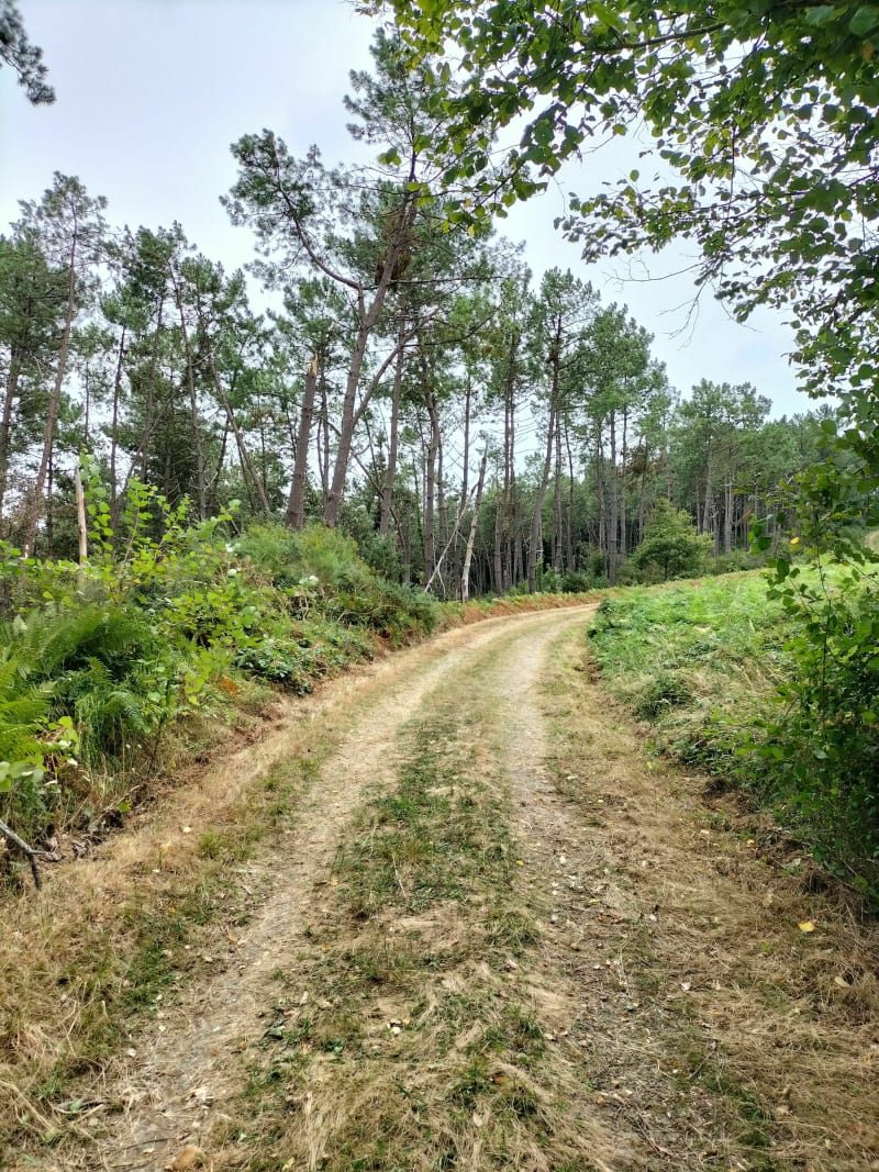 Miramont, entre bois de Maumessou et maïs - Miramont-Sensacq