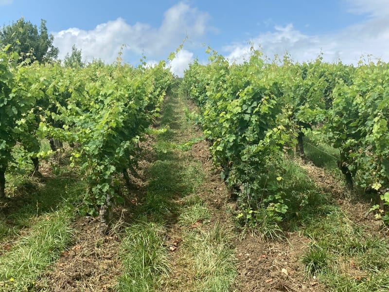 Oléron entre marais et vignes - Saint-Pierre-d'Oléron