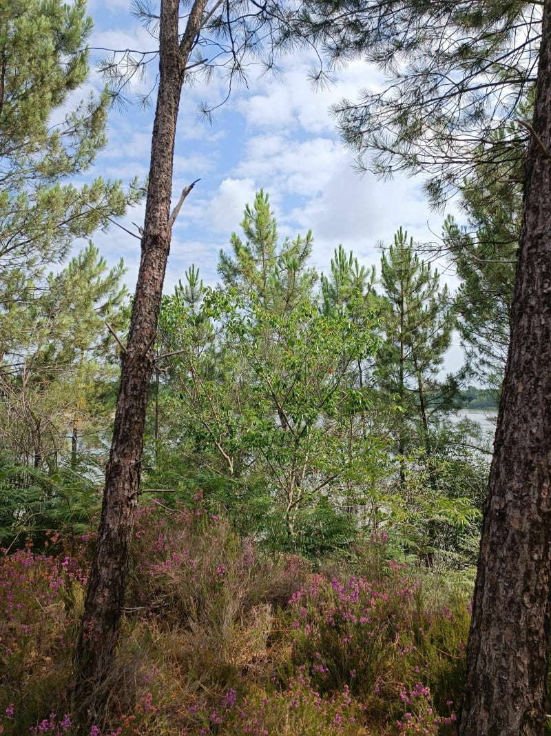 Tour du lac de Saint Jean d'Illac - Saint-Jean-d'Illac