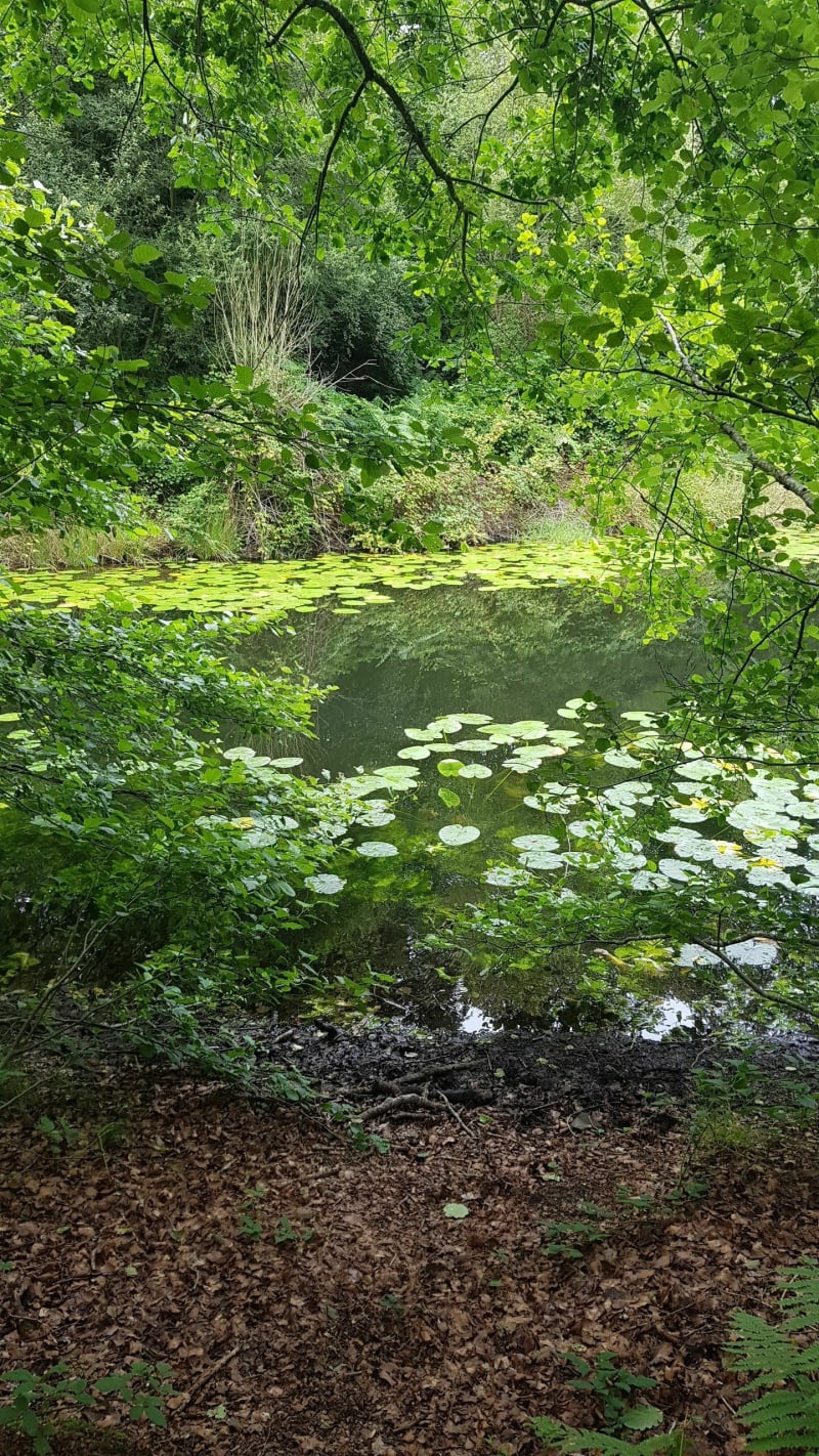 Vers l'étang du Titre, au coeur de la forêt de Cerisy - Le Molay-Littry
